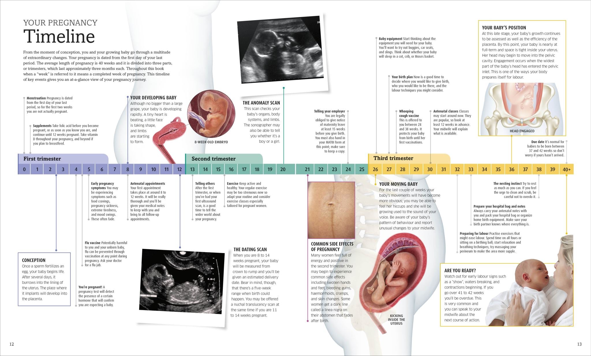 The Pregnancy Encyclopedia