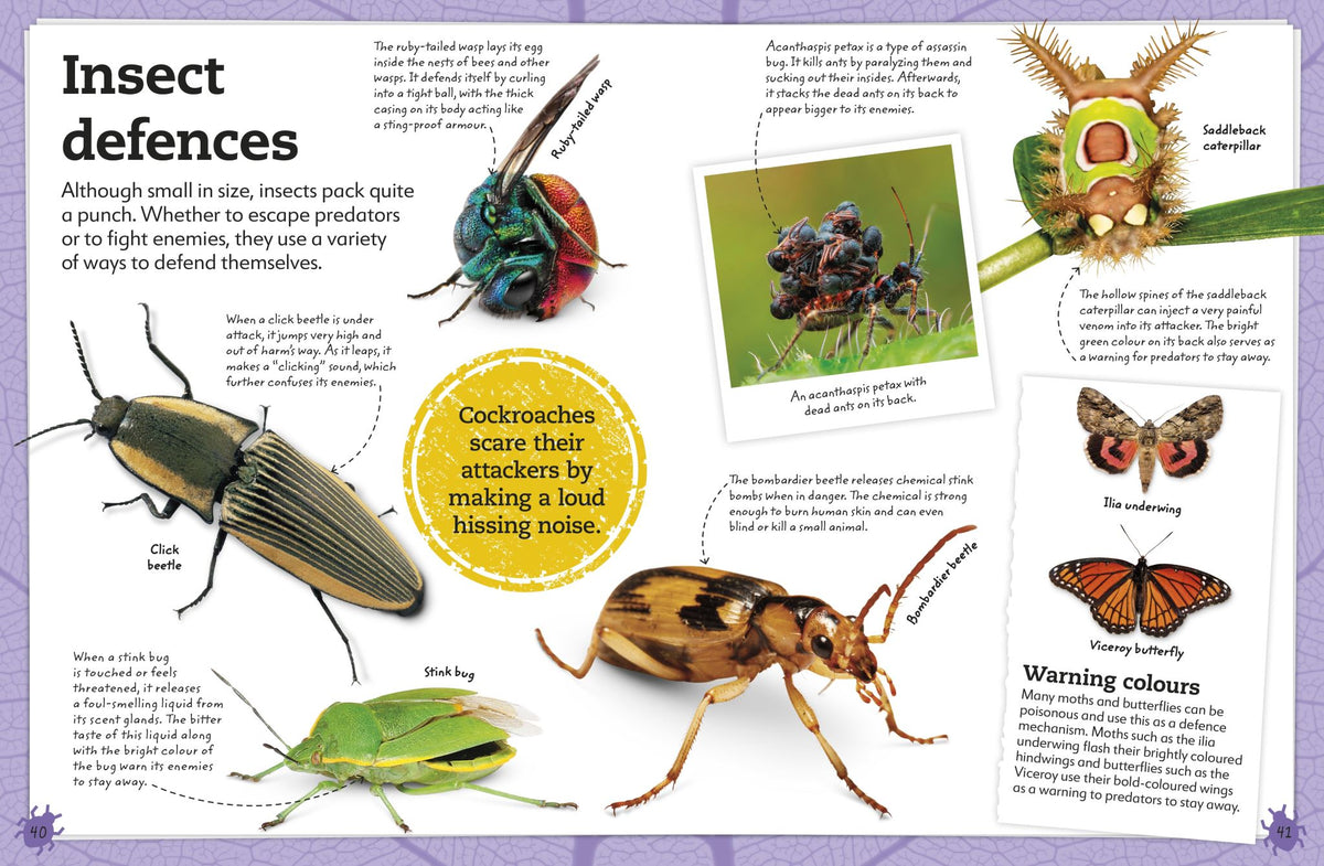 My Book of Bugs