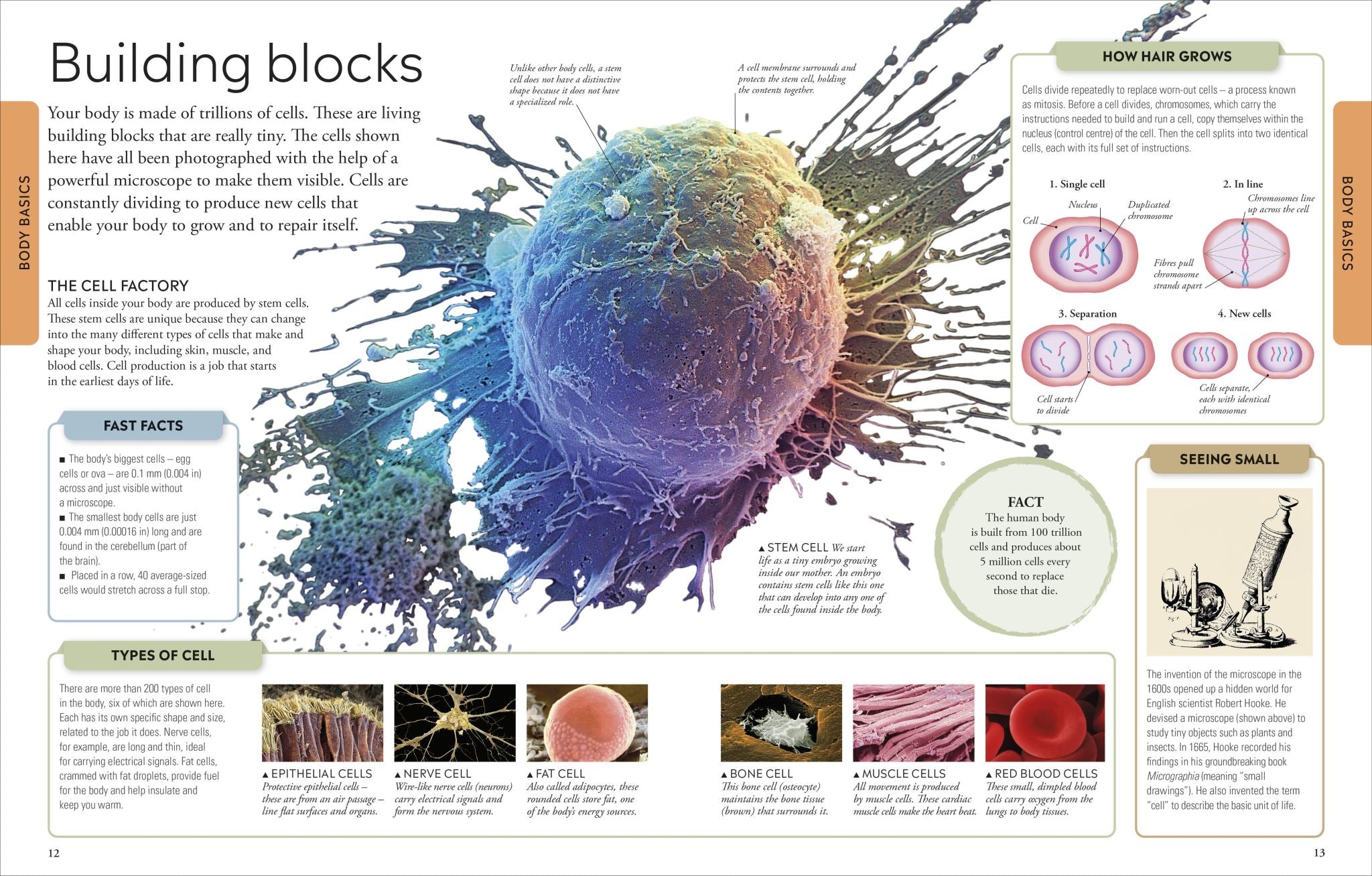 Human Body a Children's Encyclopedia