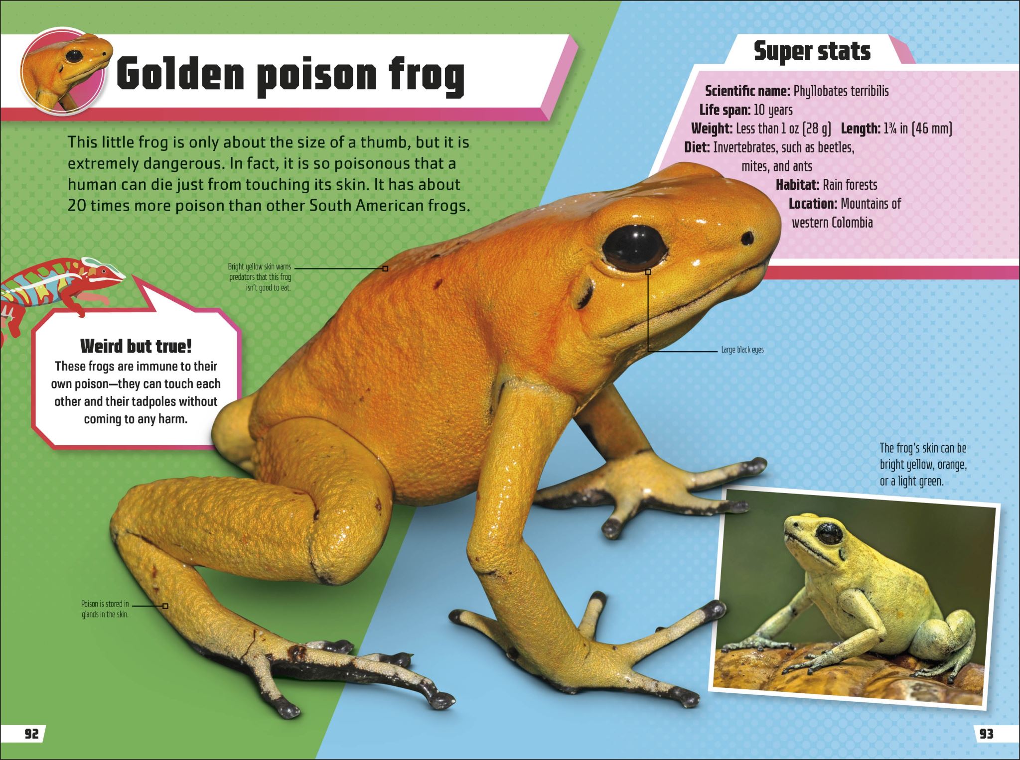 Animal Ultimate Handbook