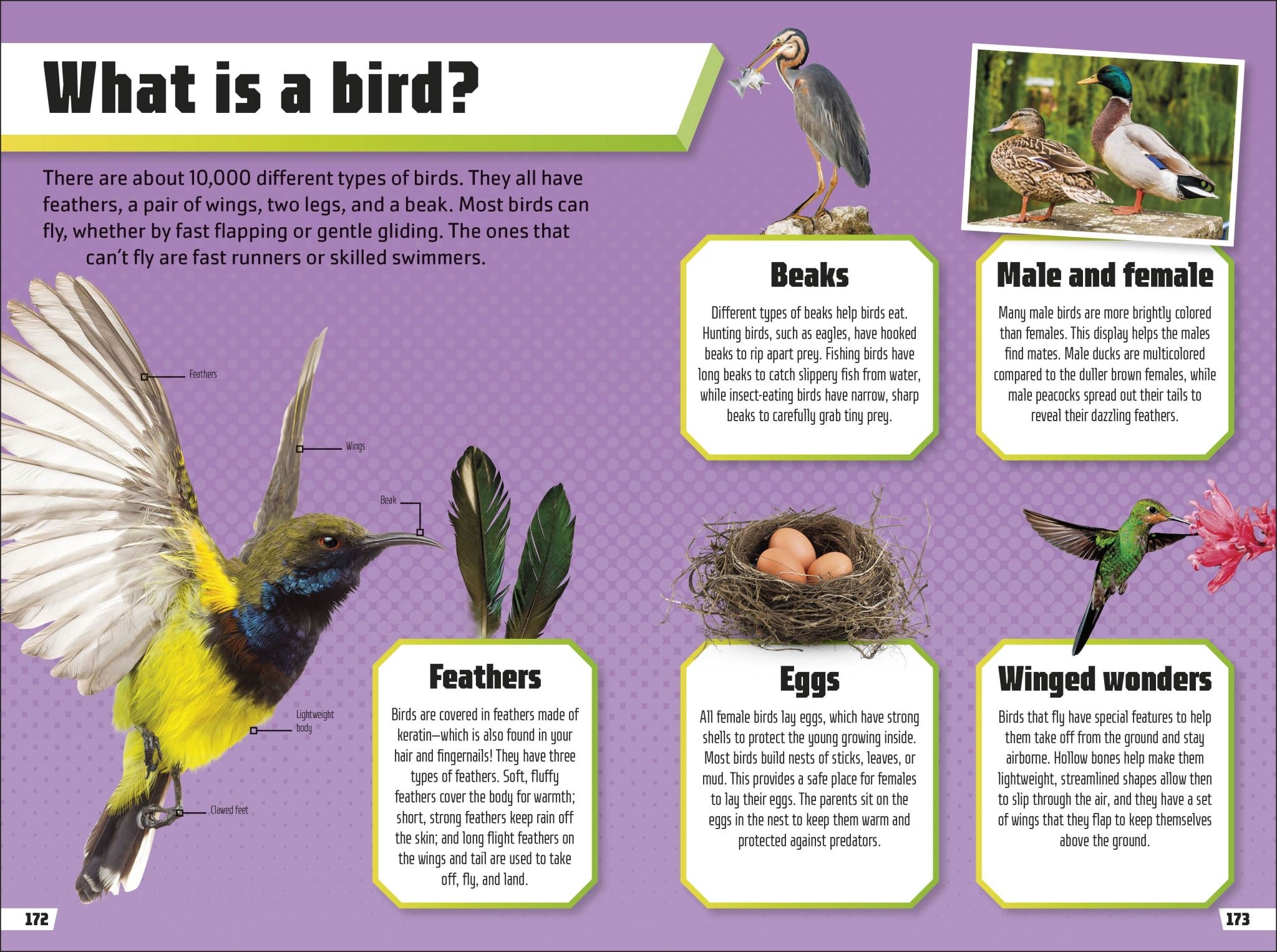 Animal Ultimate Handbook