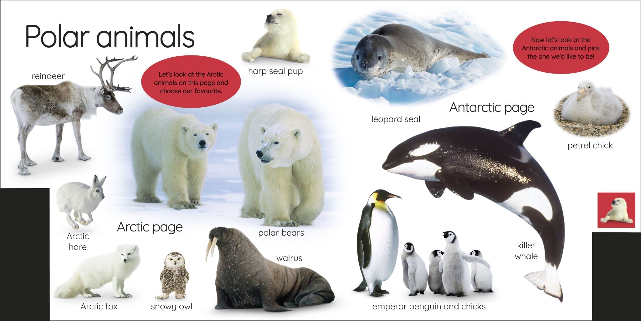 My First Animals: Let's Squeak and Squawk!