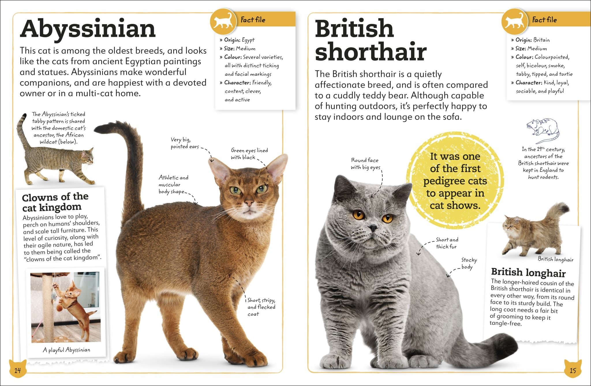 My Book of Cats and Kittens