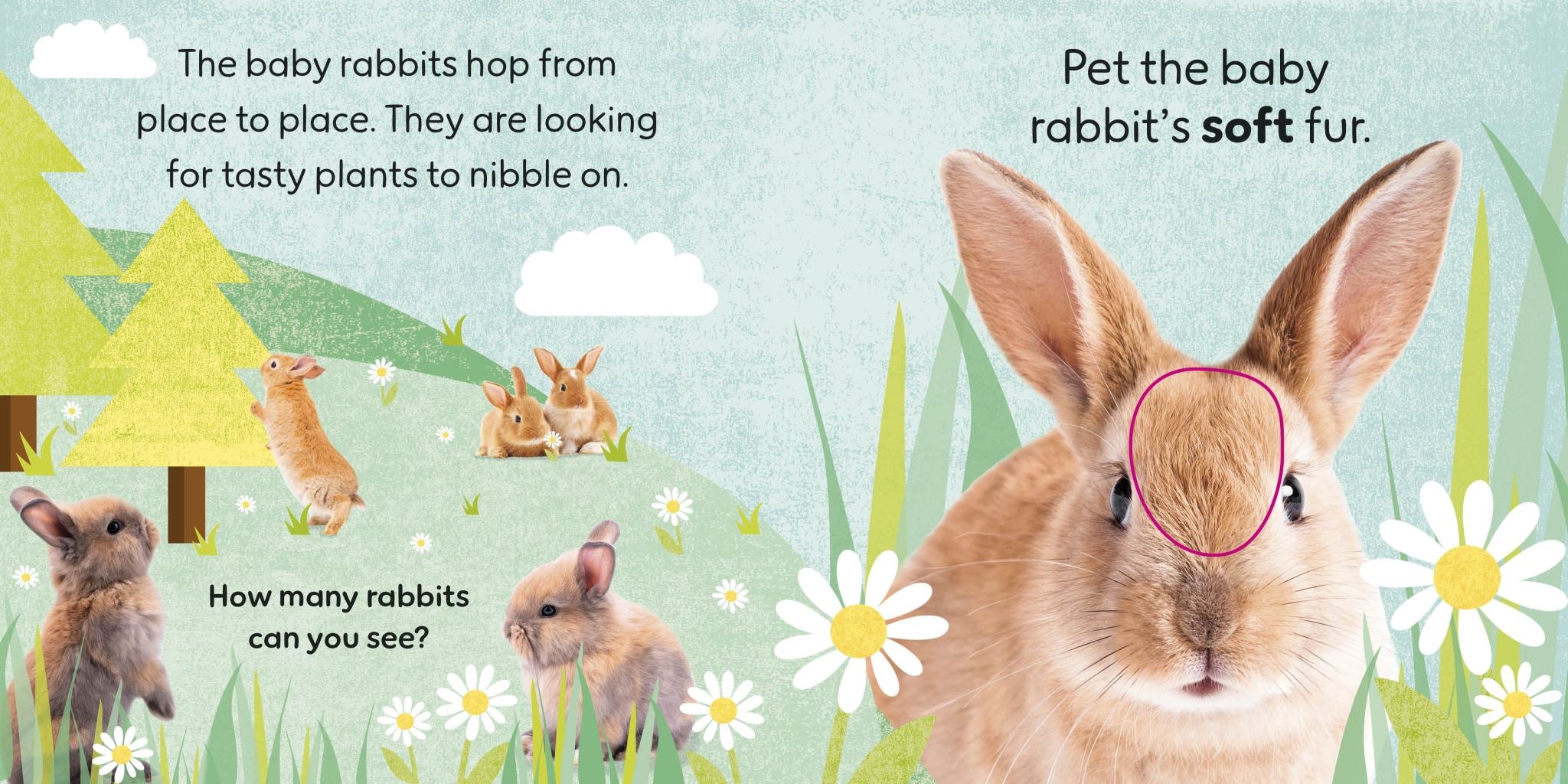 Touch and Feel Baby Animals