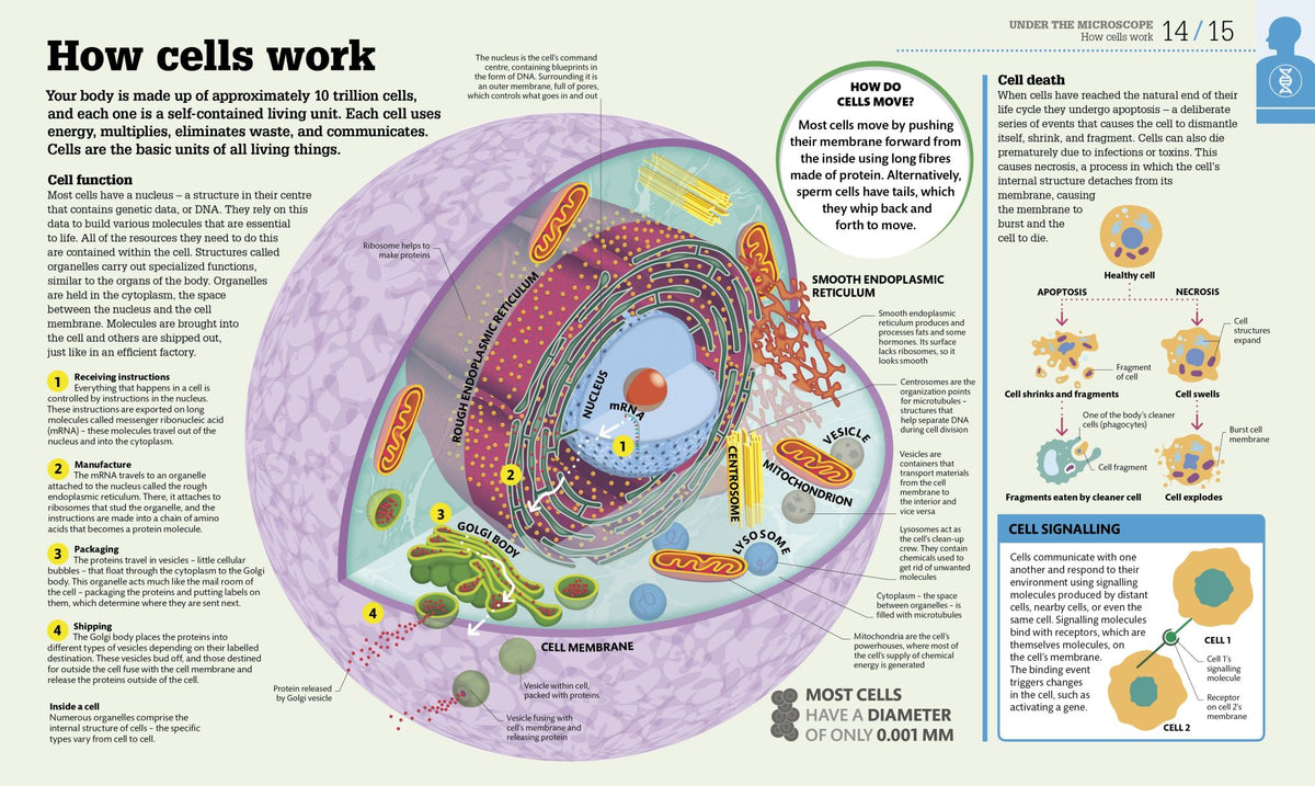 How the Body Works
