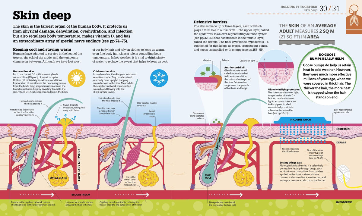 How the Body Works