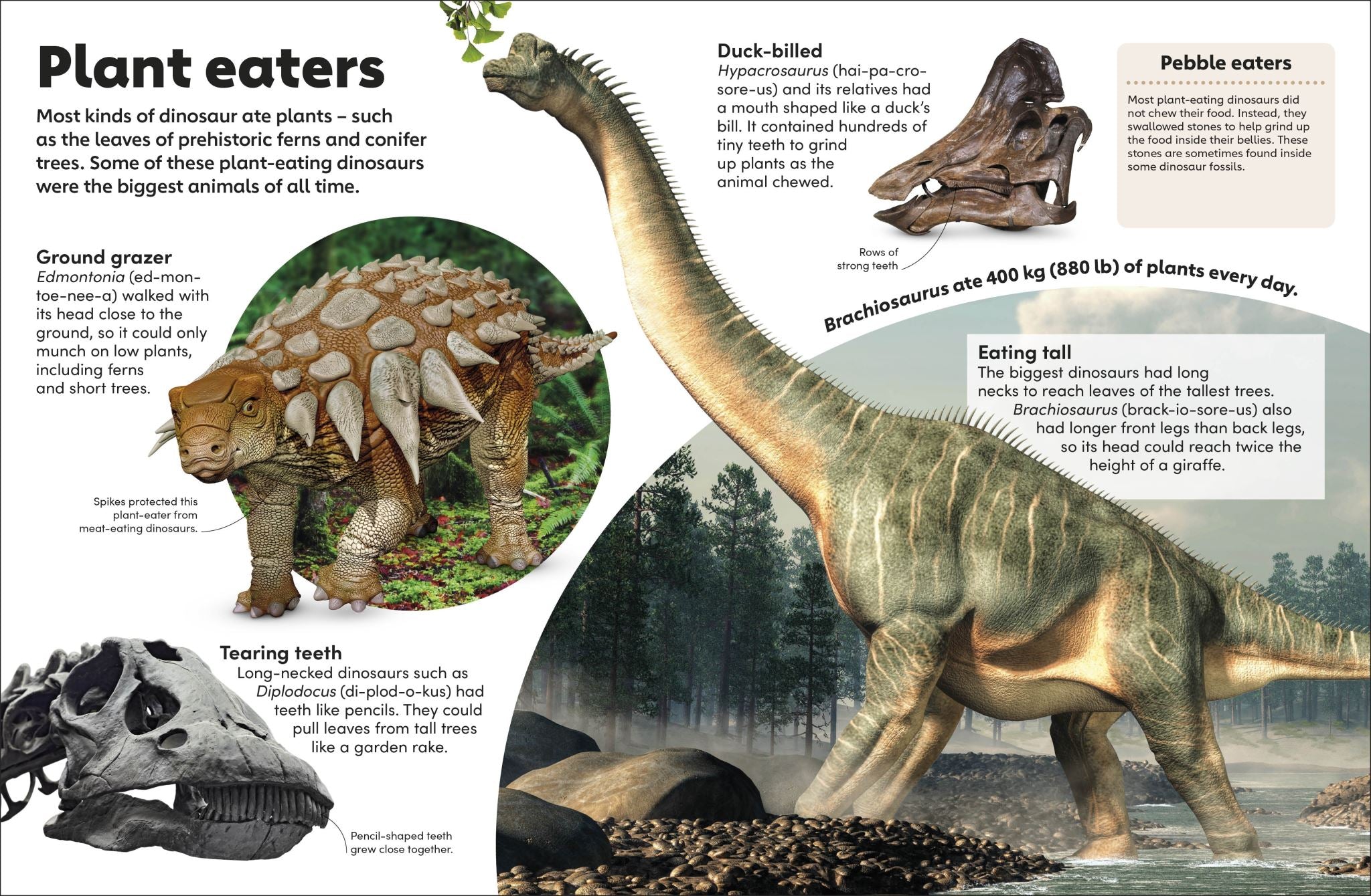 Eyewonder Dinosaurs
