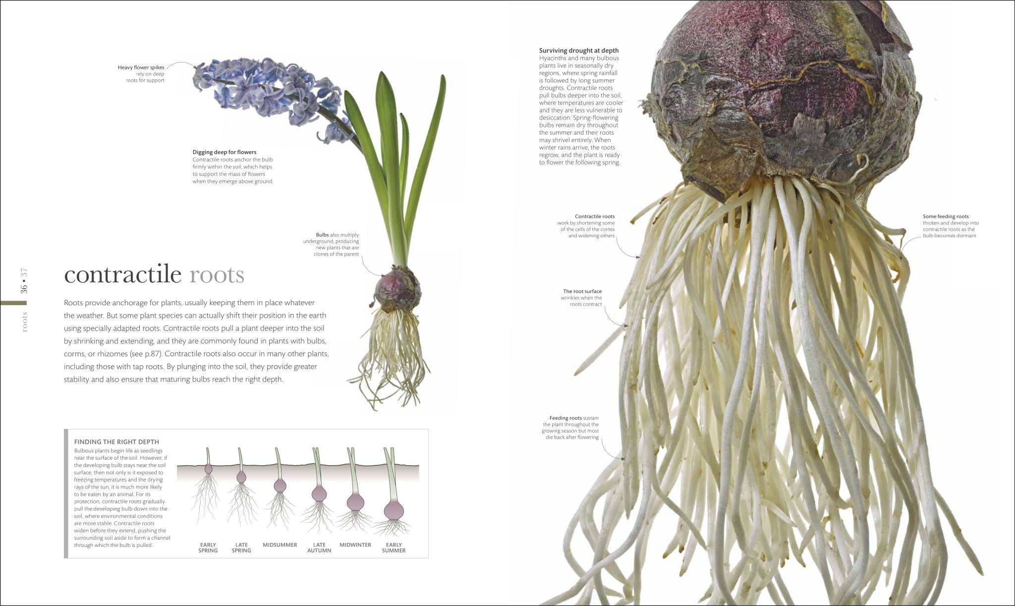 The Science of Plants