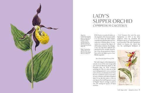 The Orchid - by Lauren Gardiner - Hardcover