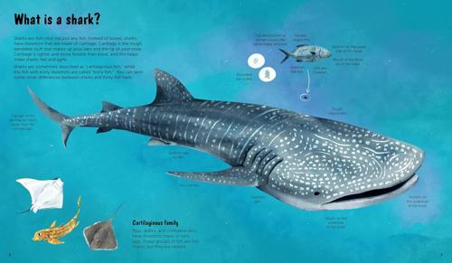 The World of Sharks - by Darcy Dobell - Hardcover