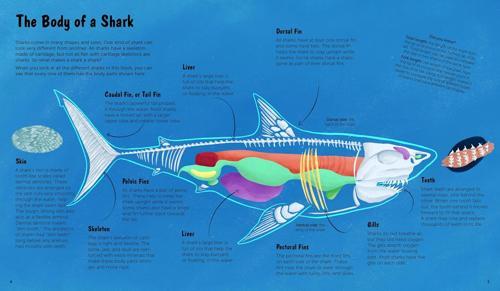 The World of Sharks - by Darcy Dobell - Hardcover