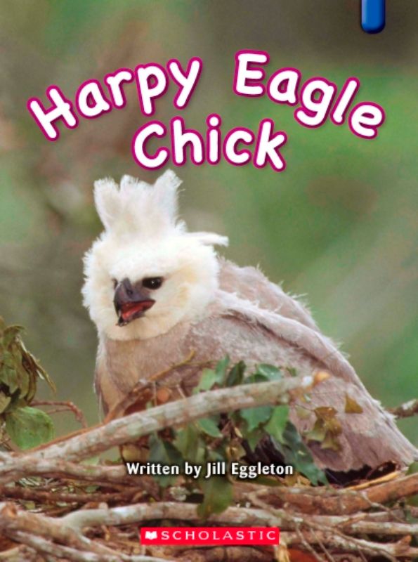 Harpy Eagle Chick 2nd Edit