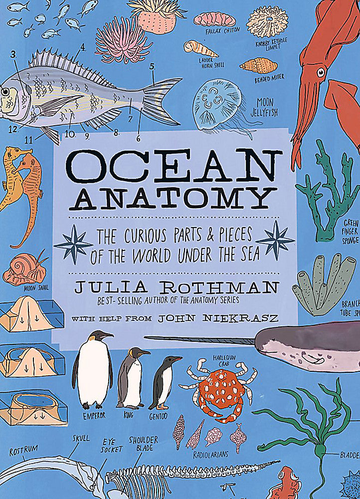 Ocean Anatomy