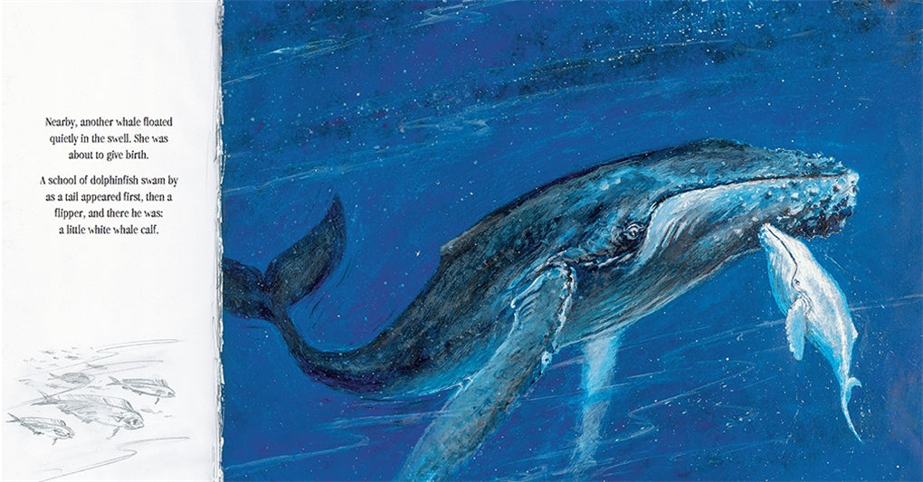 Migaloo, the White Whale