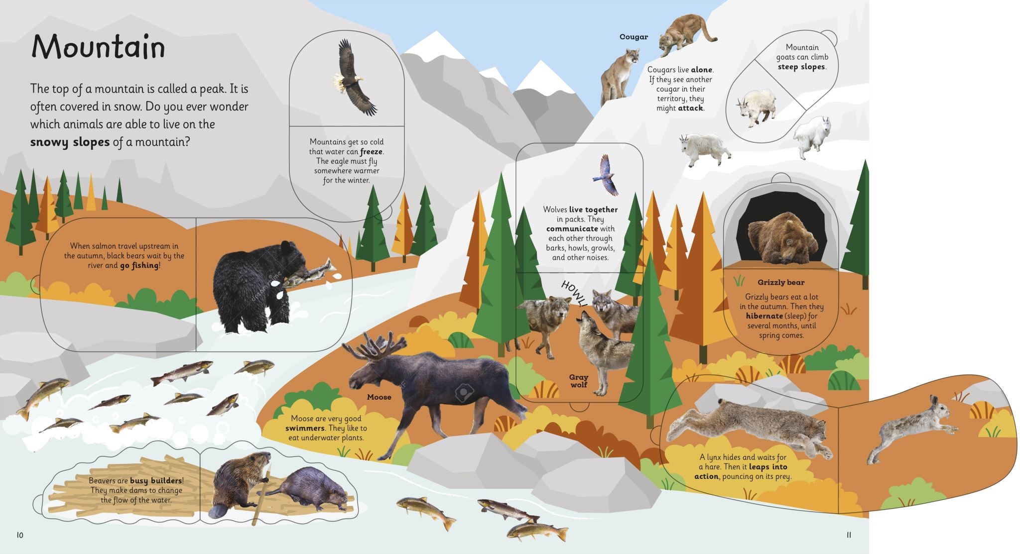 My Very Important Lift-the-Flap Book: Animals