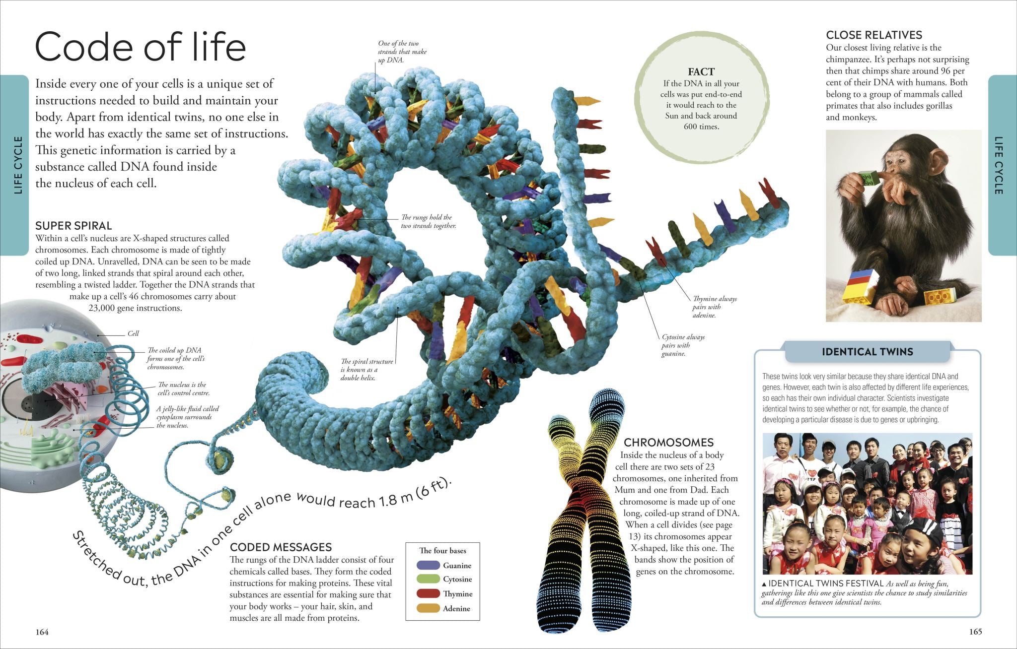 Human Body a Children's Encyclopedia