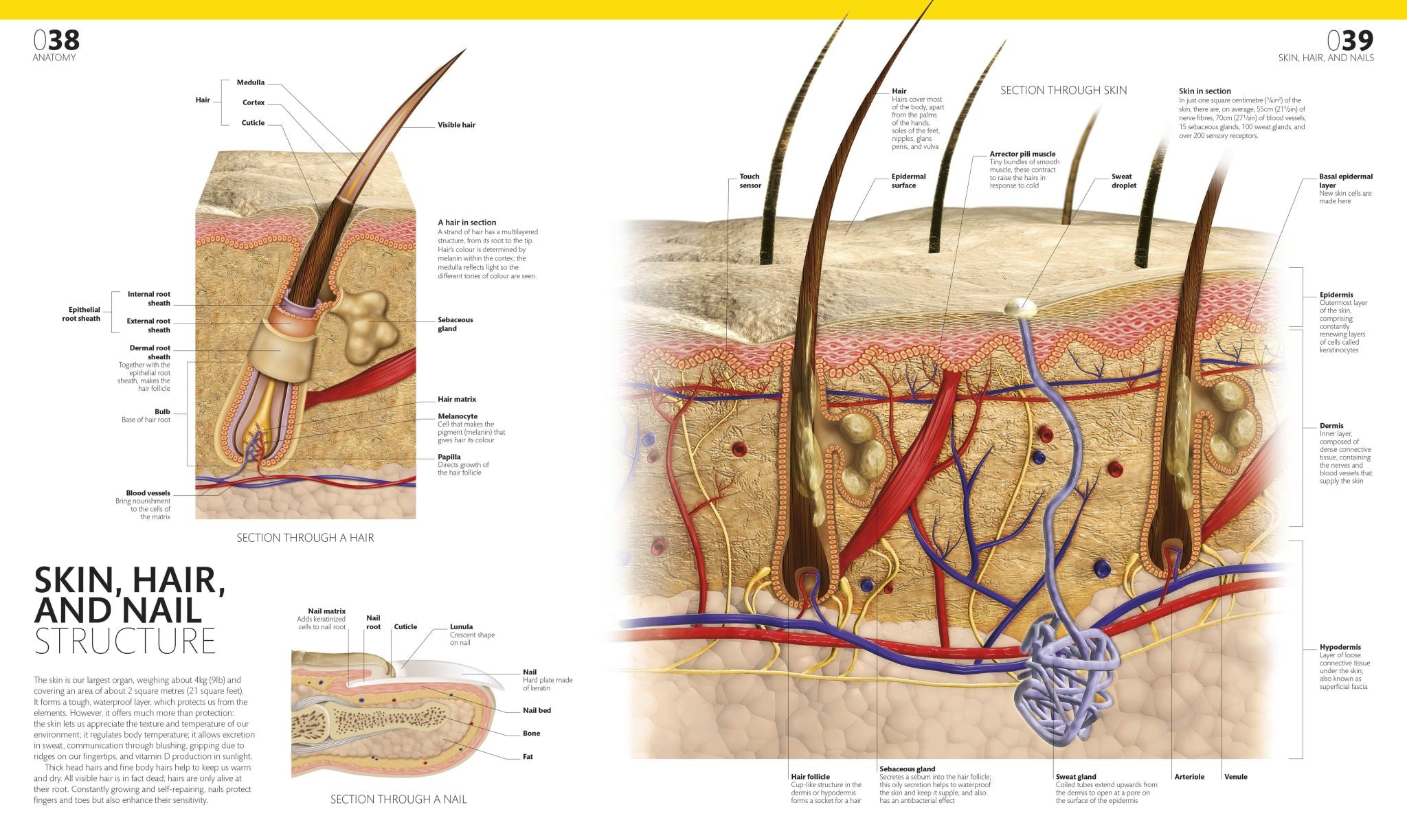 The Complete Human Body