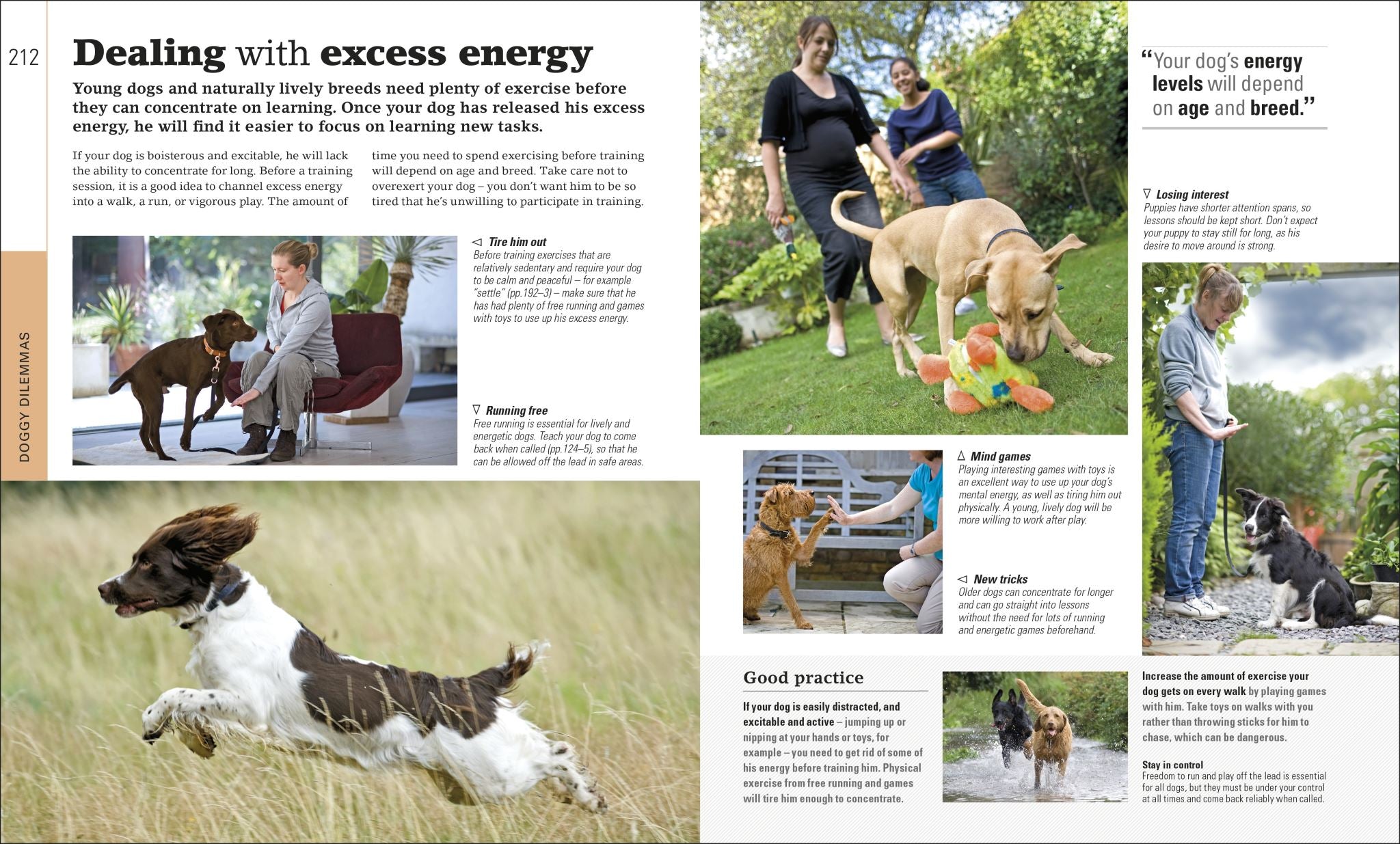 The Beginner's Dog Training Guide