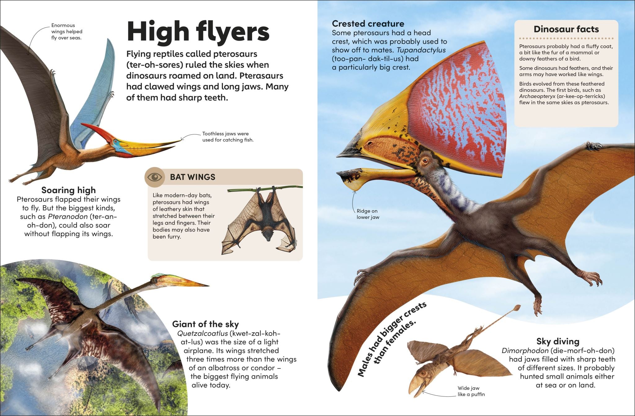 Eyewonder Dinosaurs
