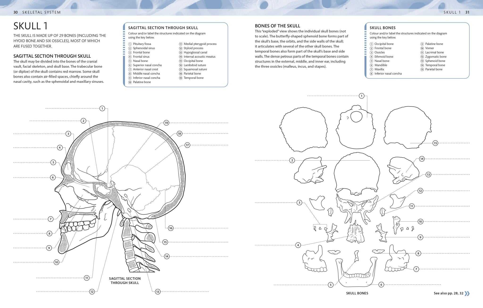 The Human Body Colouring Book