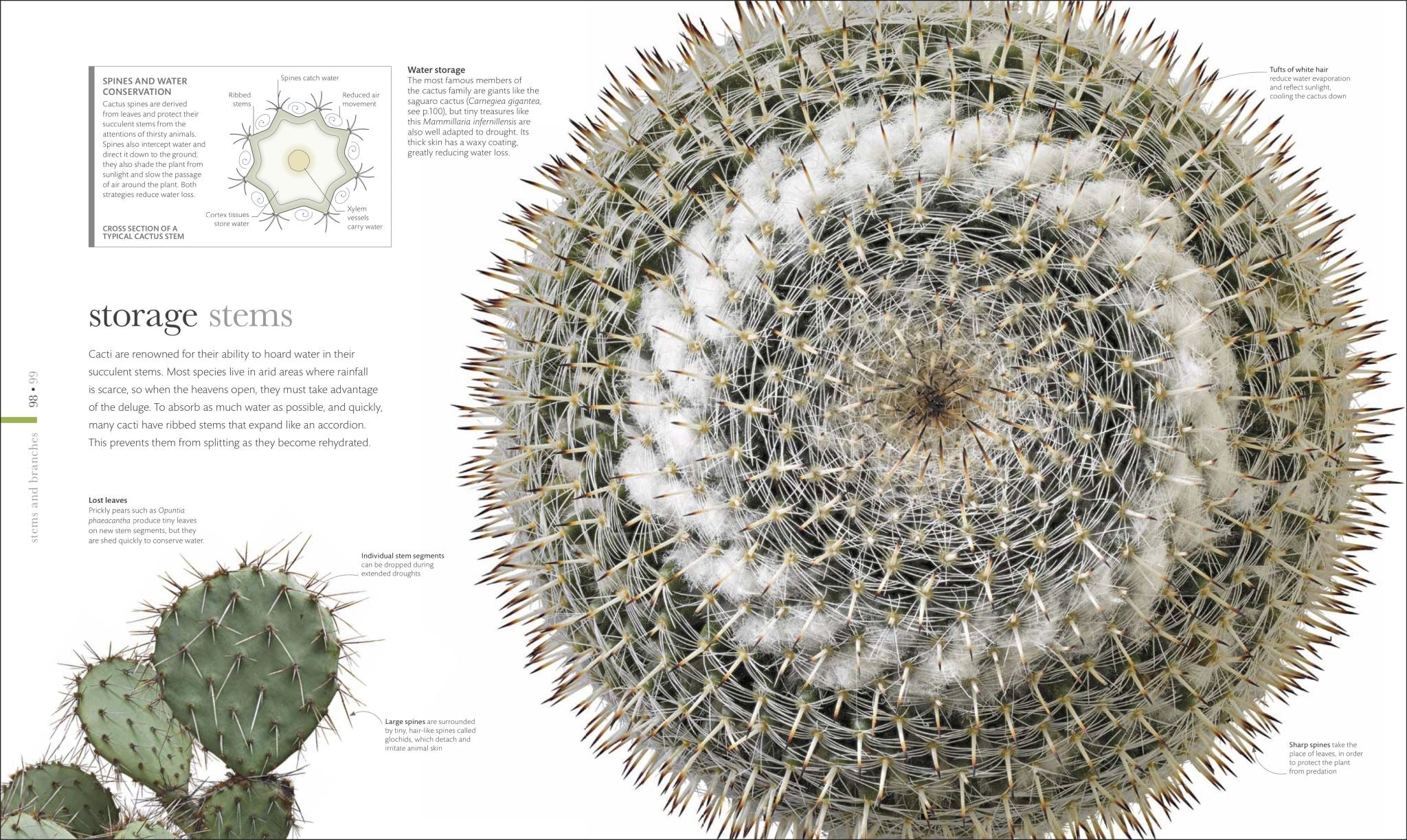 The Science of Plants