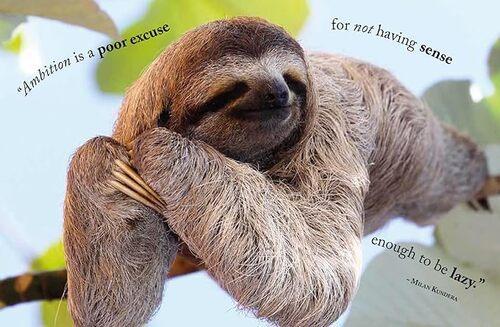Wisdom of Sloths - by Lisa Purcell - Hardcover