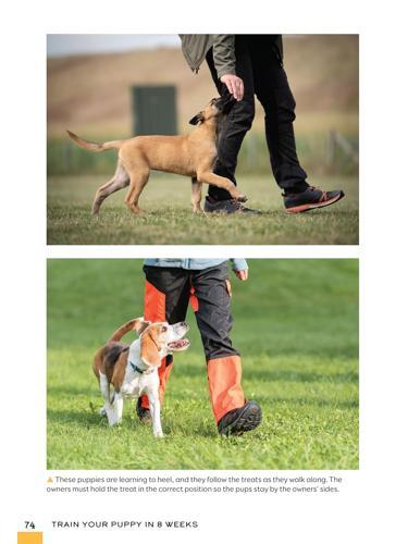 Train Your Puppy in 8 Weeks - by Charlotte Schwartz - Paperback