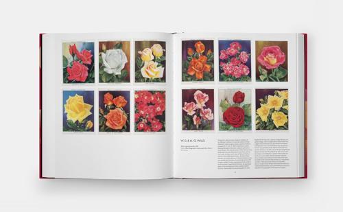 The Rose Book - by Kristine Paulus - Hardcover